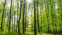 Wald mit Lichteinfall: Umwelt und Klimaschutz